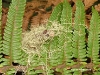 picoduarte - 20